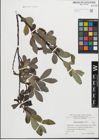 Foto von Salix glabra Scop.
